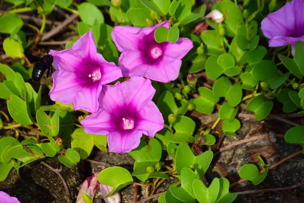 Doğal güneş ışığıyla aydınlanan sabah çiçekleri yemyeşil yaprakların arasında çiçek açıyor. Parlak yapraklar ve yumuşak gölgeler açık havada gün ışığında çekilmiş taze bir tropikal çiçek manzarası yaratır..