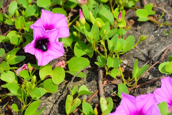 Parlak güneş ışığında taze yeşil yaprakların arasında açan sabah çiçeği, açık havada tropikal bir ortamda yakalanan açık pembe ve mor yaprakları vurguluyor..