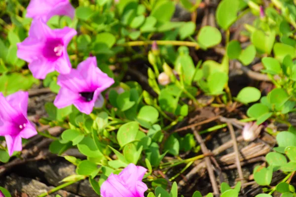 Doğal güneş ışığıyla aydınlanan sabah çiçekleri yemyeşil yaprakların arasında çiçek açıyor. Parlak yapraklar ve yumuşak gölgeler açık havada gün ışığında çekilmiş taze bir tropikal çiçek manzarası yaratır..