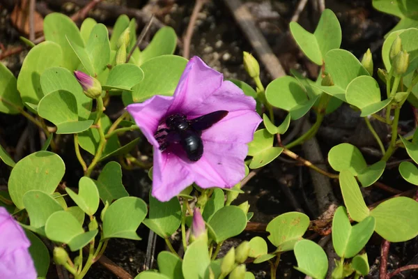 Gün ışığında yumuşak yeşil yapraklarla çevrili narin trompet şeklindeki taç yapraklarını ve doğal dokularını gösteren pembe sabah manzarası..