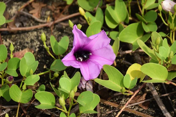 Gün ışığında yumuşak yeşil yapraklarla çevrili narin trompet şeklindeki taç yapraklarını ve doğal dokularını gösteren pembe sabah manzarası..