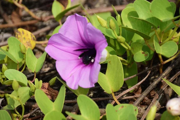 Gün ışığında yumuşak yeşil yapraklarla çevrili narin trompet şeklindeki taç yapraklarını ve doğal dokularını gösteren pembe sabah manzarası..