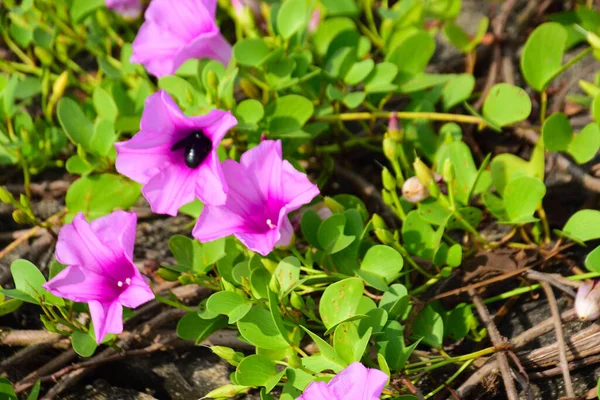 Pembe ve mor sabah çiçekleri yeşil yapraklar arasında doğal olarak çiçek açarak gün ışığında canlı bir çiçek manzarası oluştururlar. Açık havada, tropikal bir ortamda büyüyen renkli kır çiçekleri..