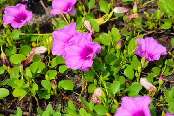 Doğal gün ışığında açan mor ipomoea çiçeği, açık havada tropikal bir ortamda yakalanan yumuşak taç yaprakları ve taze yeşil yapraklarla trompet şeklinde canlı bir form sergiliyor..