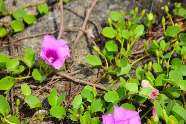 Tropikal sabah zafer sarmaşığı, canlı pembe ve mor trompet şeklindeki çiçekler, açık havada açık havada, parlak bir gün ışığında yeşil yaprakların arasından doğal olarak tırmanıyor..