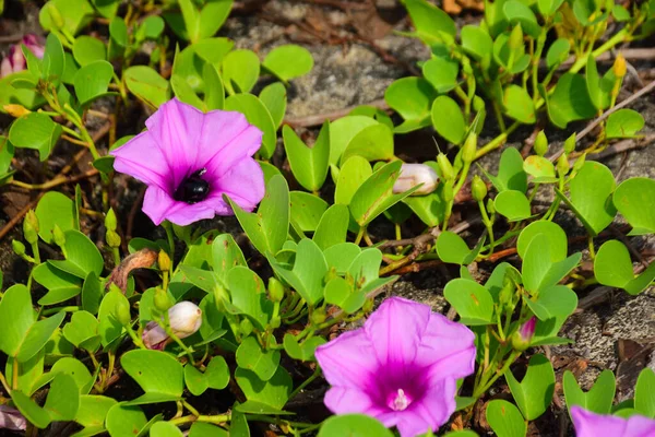 Yoğun yeşil yapraklar arasında doğal olarak büyüyen yabani ipomoea çiçeği, güpegündüz taze trompet şeklindeki çiçekleri gösteriyor. Açık havada yakalanan doğal tropikal bitki örtüsü..