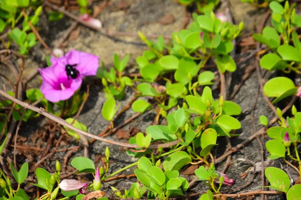 Yoğun yeşil yapraklar arasında doğal olarak büyüyen yabani ipomoea çiçeği, güpegündüz taze trompet şeklindeki çiçekleri gösteriyor. Açık havada yakalanan doğal tropikal bitki örtüsü..