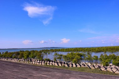 Bangladeş 'te sığ gelgit suları, yeşil mangrov ağaçları ve açık mavi gökyüzünün altındaki rüzgar türbinleriyle kıyı mangrov arazisi. Doğal ekosistem yenilenebilir enerji ve sürdürülebilir kalkınma kavramlarıyla birleştirildi.