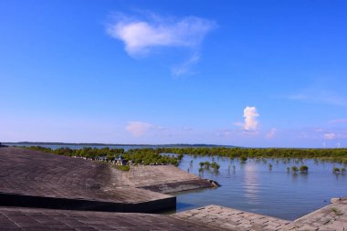 Bangladeş 'te sığ gelgit suları, yeşil mangrov ağaçları ve açık mavi gökyüzünün altındaki rüzgar türbinleriyle kıyı mangrov arazisi. Doğal ekosistem yenilenebilir enerji ve sürdürülebilir kalkınma kavramlarıyla birleştirildi.