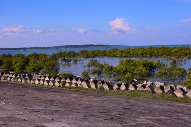 Bu huzurlu kıyı sahnesinde sığ sularda yetişen genç bir mangrov ormanı, ufuktaki modern rüzgar türbinleri ve açık mavi gökyüzü tarafından çerçevelenmiş, doğa ve yenilenebilir enerji çözümleri arasındaki uyumu gösteriyor..