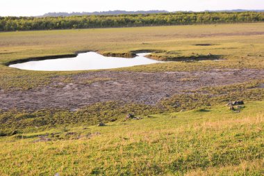 Açık bir gökyüzü altında yeşil bitki örtüsünden akan kıyı suları doğal gelgit yolları ve sakin sığ sular gösteriyor. Kıyı ekosistem manzarası sulak alanlar, hidroloji ve çevresel dengeyi gösteriyor.