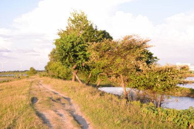 Açık mavi gökyüzünün altında sığ su, çimenli bitki örtüsü ve rüzgar türbinlerinin yer aldığı kırsal sulak arazi. Doğal kırsal çevre yenilenebilir enerji altyapısı ve sürdürülebilir kalkınma kavramlarıyla birleştirildi