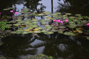 Pembe nilüferler, gün doğumundan önceki sisli bir sabah sisli bir gölette yüzerek sakin ve sisli bir doğal atmosfer yaratırlar..