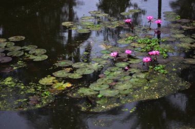 Pembe nilüferler, gün doğumundan önceki sisli bir sabah sisli bir gölette yüzerek sakin ve sisli bir doğal atmosfer yaratırlar..