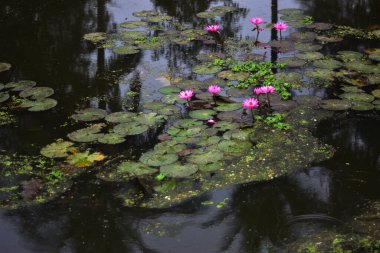 Pembe nilüferler, gün doğumundan önceki sisli bir sabah sisli bir gölette yüzerek sakin ve sisli bir doğal atmosfer yaratırlar..
