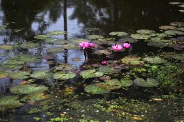 Pembe nilüferler, gün doğumundan önceki sisli bir sabah sisli bir gölette yüzerek sakin ve sisli bir doğal atmosfer yaratırlar..