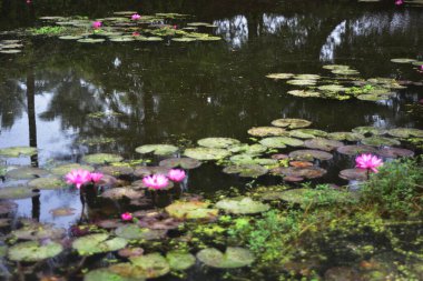 Pembe nilüferler, gün doğumundan önceki sisli bir sabah sisli bir gölette yüzerek sakin ve sisli bir doğal atmosfer yaratırlar..