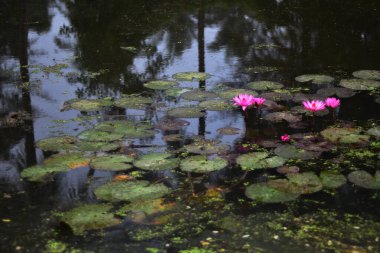 Pembe nilüferler, gün doğumundan önceki sisli bir sabah sisli bir gölette yüzerek sakin ve sisli bir doğal atmosfer yaratırlar..