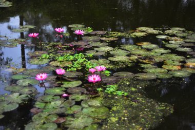 Pembe nilüferler, gün doğumundan önceki sisli bir sabah sisli bir gölette yüzerek sakin ve sisli bir doğal atmosfer yaratırlar..