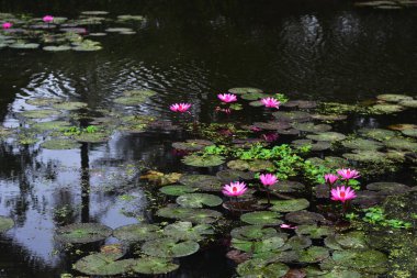 Pembe nilüferler, gün doğumundan önceki sisli bir sabah sisli bir gölette yüzerek sakin ve sisli bir doğal atmosfer yaratırlar..