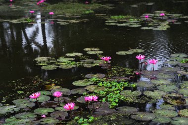 Pembe nilüferler, gün doğumundan önce sisli bir sabah vakti sessiz bir gölde yüzerler..