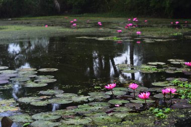 Pembe nilüferler, gün doğumundan önce sisli bir sabah vakti sessiz bir gölde yüzerler..