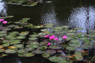 Pembe nilüferler, gün doğumundan önce sisli bir sabah vakti sessiz bir gölde yüzerler..