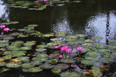 Pembe nilüferler, gün doğumundan önce sisli bir sabah vakti sessiz bir gölde yüzerler..
