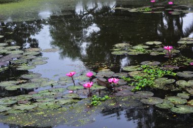 Pembe nilüferler, gün doğumundan önce sisli bir sabah vakti sessiz bir gölde yüzerler..