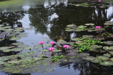 Pembe nilüferler, gün doğumundan önce sisli bir sabah vakti sessiz bir gölde yüzerler..