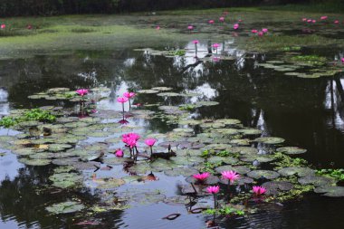 Pembe nilüferler, gün doğumundan önce sisli bir sabah vakti sessiz bir gölde yüzerler..