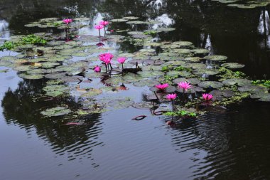 Pembe nilüferler, gün doğumundan önce sisli bir sabah vakti sessiz bir gölde yüzerler..