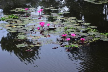 Pembe nilüferler, gün doğumundan önce sisli bir sabah vakti sessiz bir gölde yüzerler..