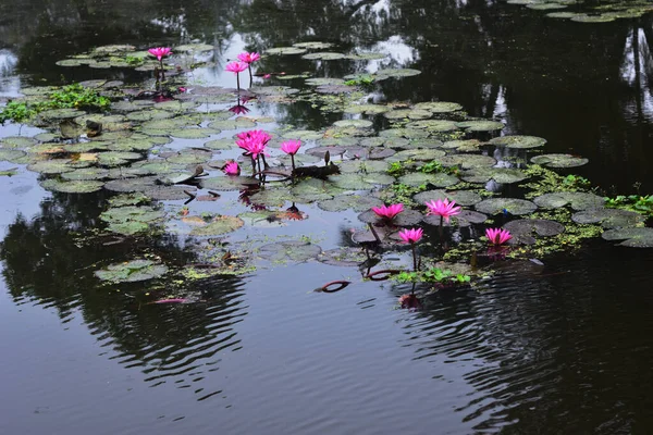 Pembe nilüferler, gün doğumundan önce sisli bir sabah vakti sessiz bir gölde yüzerler..