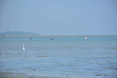 Düşük su koşullarında ortaya çıkan bir kıyı gelgit düzlüğü, ıslak çamur yüzeyi, sığ gelgit desenleri ve açık sahil ortamında doğal deniz tortusu göstermektedir..