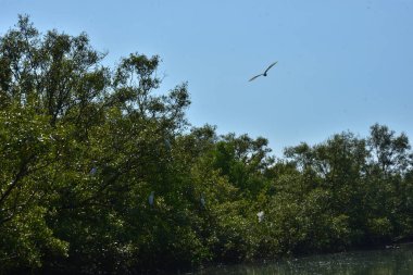Yoğun yeşil yapraklarla kaplı, tropikal bir sahil çevresindeki doğal bitki örtüsü yapısını gösteren açık mavi gökyüzü manzaralı bir mangrov ormanının üst görüntüsü..