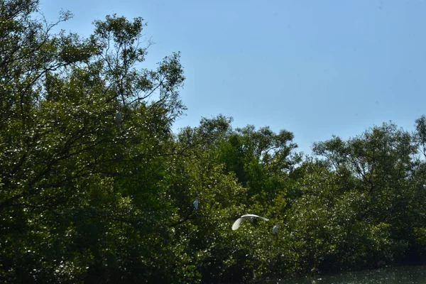 Yoğun yeşil yapraklarla kaplı, tropikal bir sahil çevresindeki doğal bitki örtüsü yapısını gösteren açık mavi gökyüzü manzaralı bir mangrov ormanının üst görüntüsü..