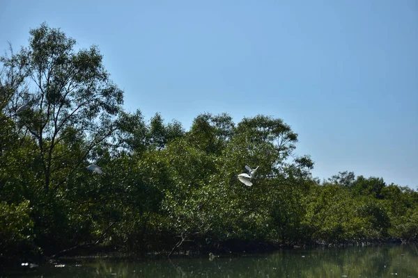Yoğun yeşil yapraklarla kaplı, tropikal bir sahil çevresindeki doğal bitki örtüsü yapısını gösteren açık mavi gökyüzü manzaralı bir mangrov ormanının üst görüntüsü..