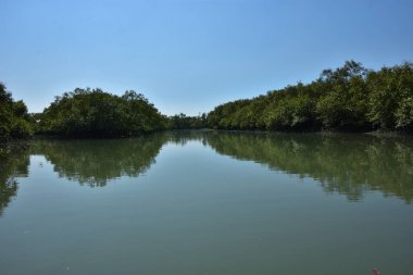 A natural water channel flowing through a dense mangrove forest, showing green mangrove trees and calm water in a tropical coastal wetland environment.