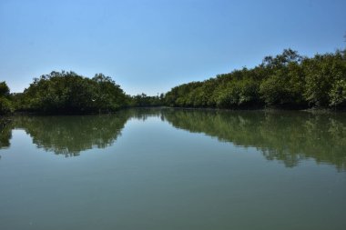 A natural water channel flowing through a dense mangrove forest, showing green mangrove trees and calm water in a tropical coastal wetland environment.