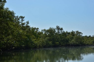 Yoğun bir mangrov ormanından akan doğal bir su kanalı tropikal sulak arazide yeşil mangrov ağaçları ve sakin suyu gösteriyor..