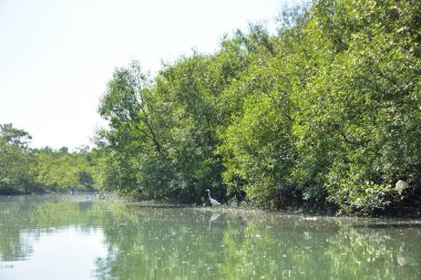 A natural water channel flowing through a dense mangrove forest, showing green mangrove trees and calm water in a tropical coastal wetland environment.