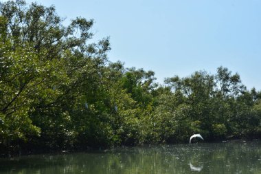 Yoğun bir mangrov ormanından akan doğal bir su kanalı tropikal sulak arazide yeşil mangrov ağaçları ve sakin suyu gösteriyor..