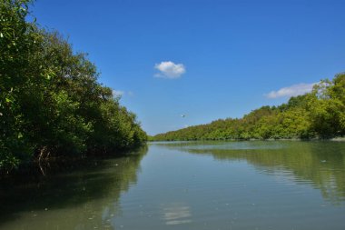 A natural water channel flowing through a dense mangrove forest, showing green mangrove trees and calm water in a tropical coastal wetland environment.