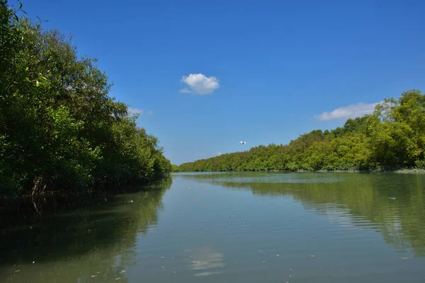 Yoğun bir mangrov ormanından akan doğal bir su kanalı tropikal sulak arazide yeşil mangrov ağaçları ve sakin suyu gösteriyor..
