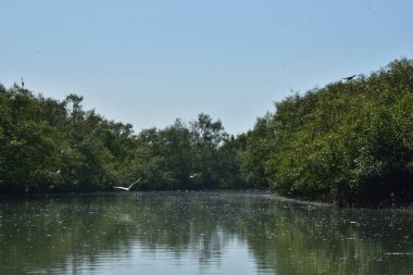 Bir mangrov orman su kanalı, yüksek gelgit sırasında, tropikal bir kıyı sularında sık yeşil mangrov ağaçları arasında akan gelgit sularını gösteriyor.