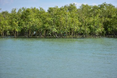Bir mangrov orman su kanalı, yüksek gelgit sırasında, tropikal bir kıyı sularında sık yeşil mangrov ağaçları arasında akan gelgit sularını gösteriyor.