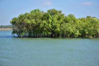 Bir mangrov orman su kanalı, yüksek gelgit sırasında, tropikal bir kıyı sularında sık yeşil mangrov ağaçları arasında akan gelgit sularını gösteriyor.