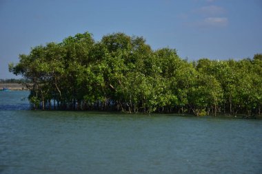 Bir mangrov orman su kanalı, yüksek gelgit sırasında, tropikal bir kıyı sularında sık yeşil mangrov ağaçları arasında akan gelgit sularını gösteriyor.