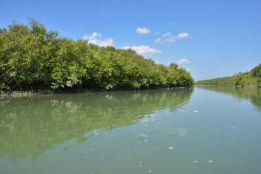 Calm tidal water flowing through a mangrove forest channel at high tide, surrounded by dense mangrove vegetation in a tropical coastal environment.